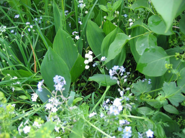 Обои картинки фото ландыши, цветы, луговые, полевые