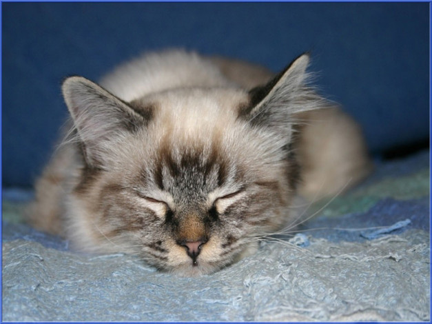 Обои картинки фото животные, коты