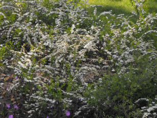 Картинка цветы