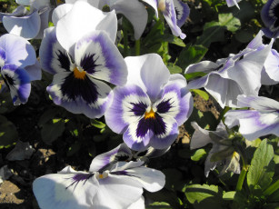 Картинка цветы анютины глазки садовые фиалки