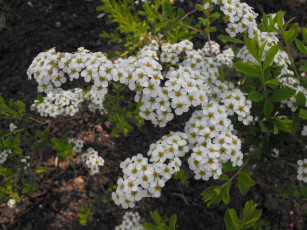 Картинка цветы цветущие деревья кустарники