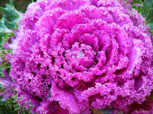 Картинка цветы декоративная капуста