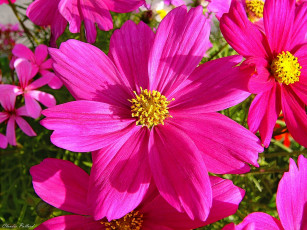 обоя цветы, космея