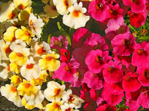 Картинка цветы лантана вербена