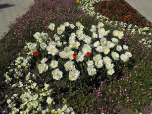 Картинка цветы разные вместе