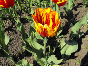 Картинка цветы тюльпаны