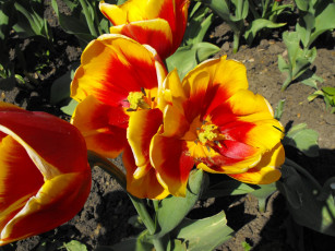 Картинка цветы тюльпаны