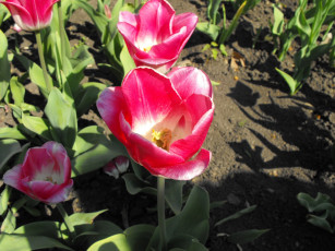 Картинка цветы тюльпаны