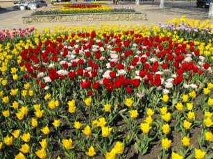 Картинка цветы тюльпаны