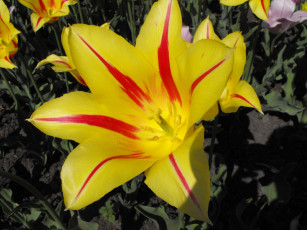 Картинка цветы тюльпаны