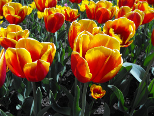 Картинка цветы тюльпаны