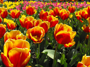 обоя цветы, тюльпаны