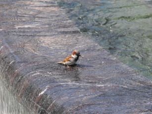 Картинка животные воробьи