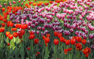 Картинка цветы тюльпаны