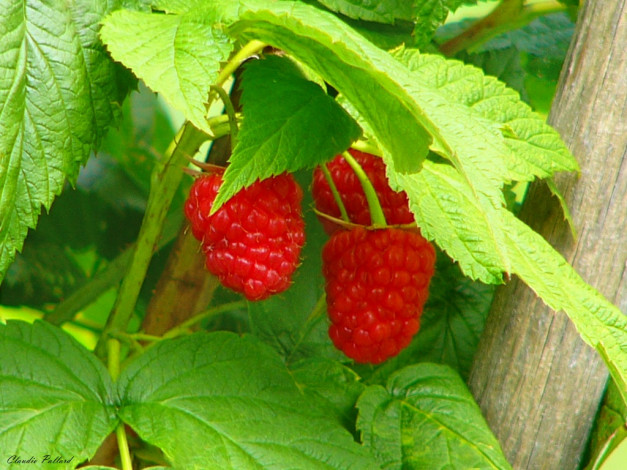 Обои картинки фото 