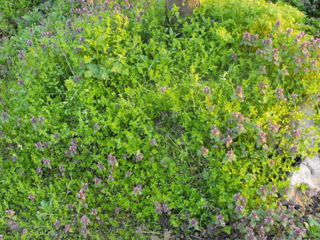 Обои картинки фото цветы