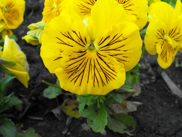 Обои картинки фото цветы, анютины, глазки, садовые, фиалки