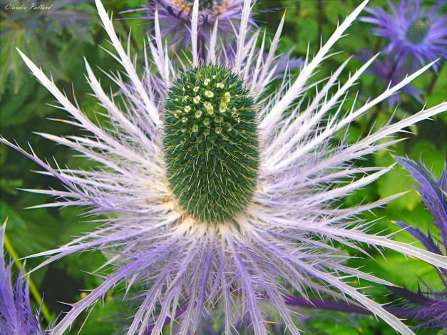 Обои картинки фото цветы, Чертополох, репейник