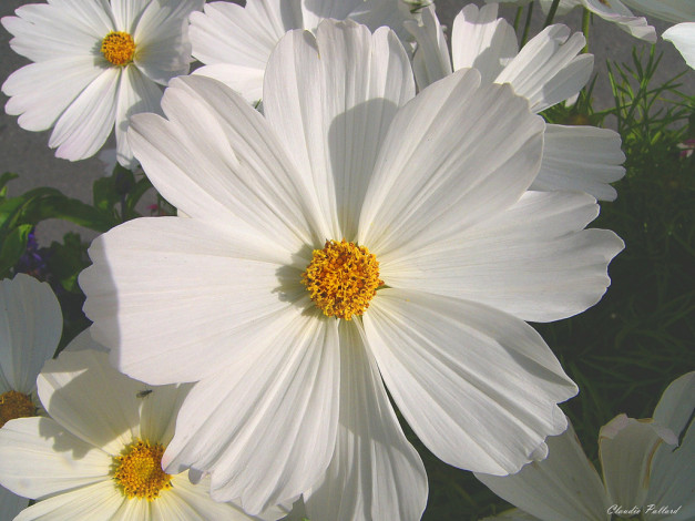 Обои картинки фото цветы, космея