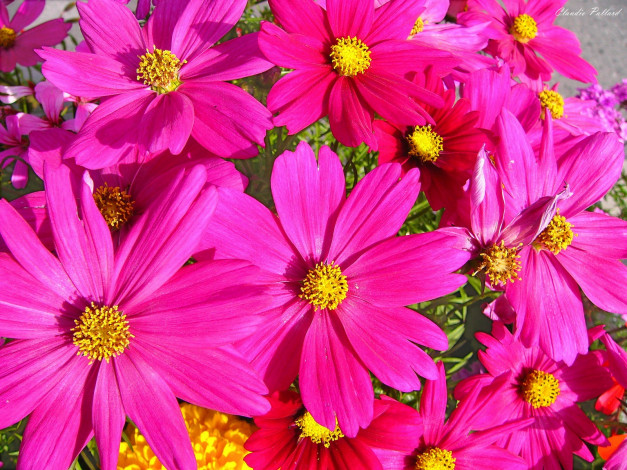 Обои картинки фото цветы, космея