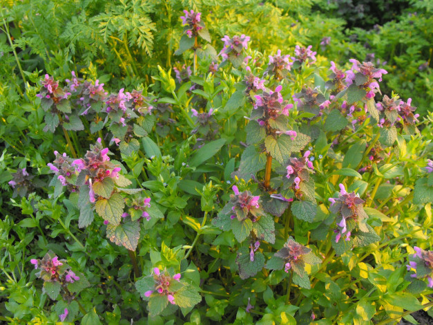 Обои картинки фото цветы, луговые, полевые