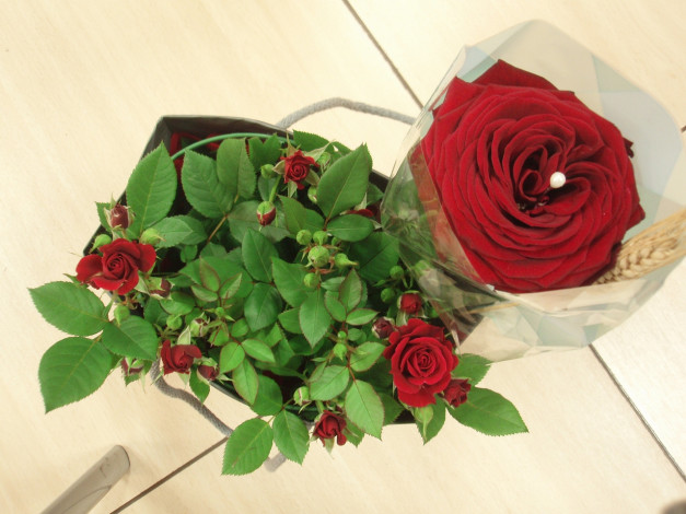 Обои картинки фото цветы, розы