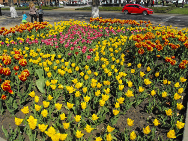 Обои картинки фото цветы, тюльпаны