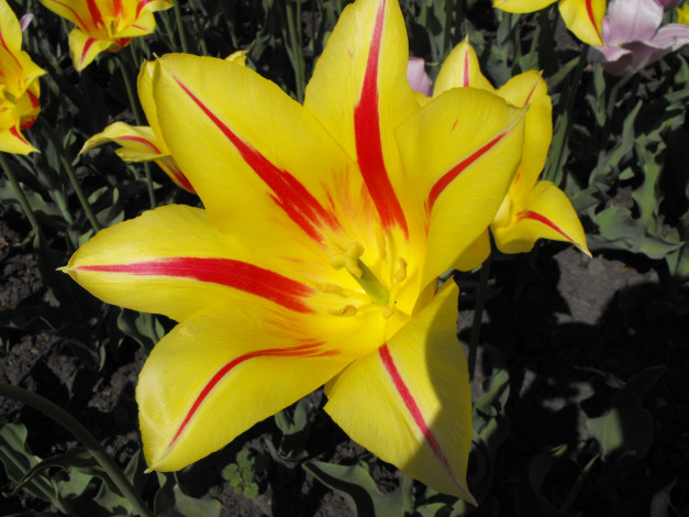 Обои картинки фото цветы, тюльпаны