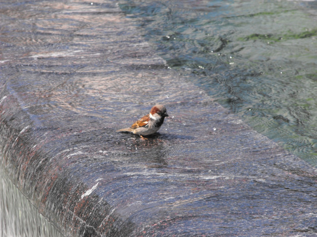 Обои картинки фото животные, воробьи