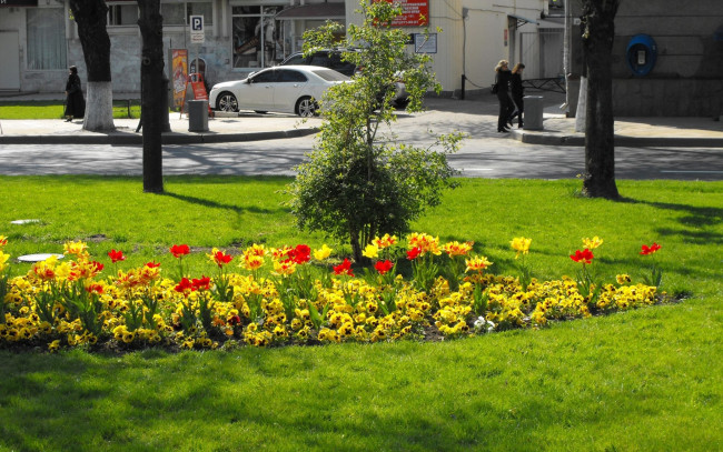 Обои картинки фото цветы, разные, вместе