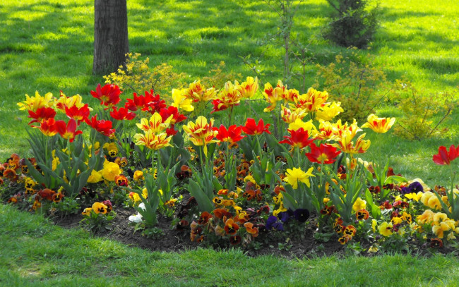 Обои картинки фото цветы, разные, вместе