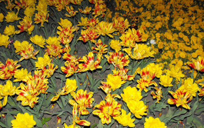 Обои картинки фото цветы, тюльпаны