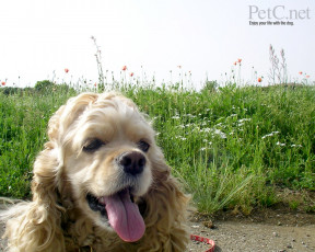 Картинка животные собаки