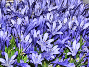 Картинка цветы агапантус африканская лилия