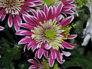 Картинка цветы хризантемы