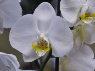 Картинка цветы орхидеи