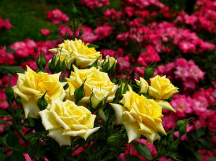 Картинка цветы розы