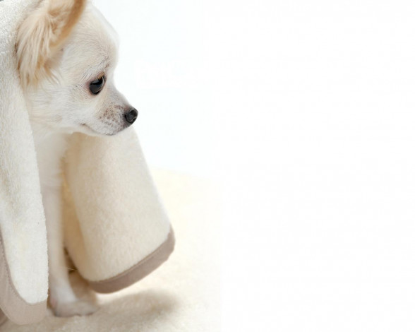 Обои картинки фото животные, собаки