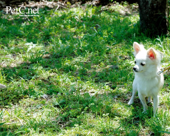 Обои картинки фото животные, собаки