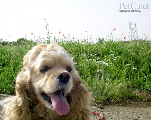 Обои картинки фото животные, собаки