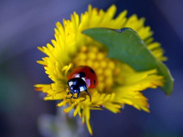 Обои картинки фото авт, губка, боб, животные, божьи, коровки