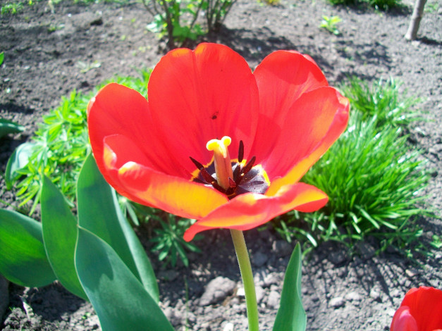 Обои картинки фото цветы, тюльпаны