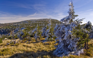 Картинка природа деревья небо поле ели