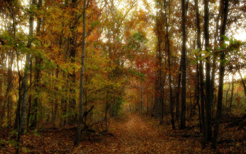 Картинка природа дороги тропинка