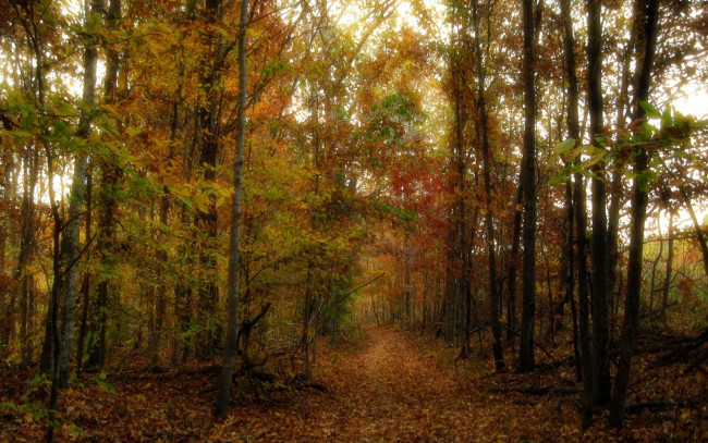 Обои картинки фото природа, дороги, тропинка