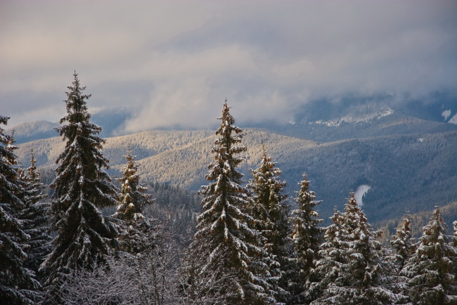 Обои картинки фото природа, деревья, туман, ель