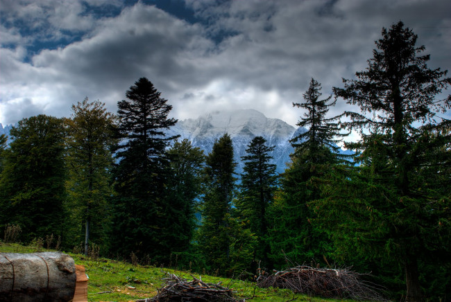 Обои картинки фото природа, деревья, румыния, брашов