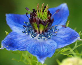 обоя Чернушка, дамасская, цветы, нигелла, макро