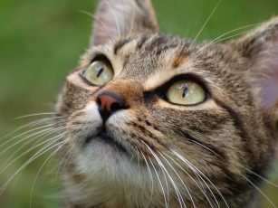 Картинка животные коты мордочка