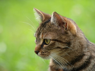 Картинка животные коты мордочка